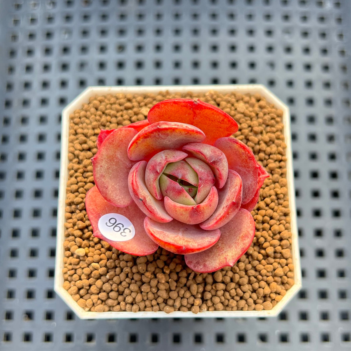 Echeveria 'Pink Flora' 2" Succulent Plant Cutting