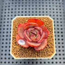 Echeveria 'Pink Flora' 2" Succulent Plant Cutting