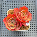 Echeveria 'Pink Flora' 2" Succulent Plant Cutting