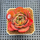 Echeveria 'Pink Flora' 2" Succulent Plant Cutting