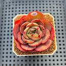 Echeveria 'Pink Flora' 2" Succulent Plant Cutting