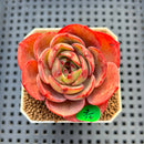Echeveria 'Pink Flora' 2" Succulent Plant Cutting