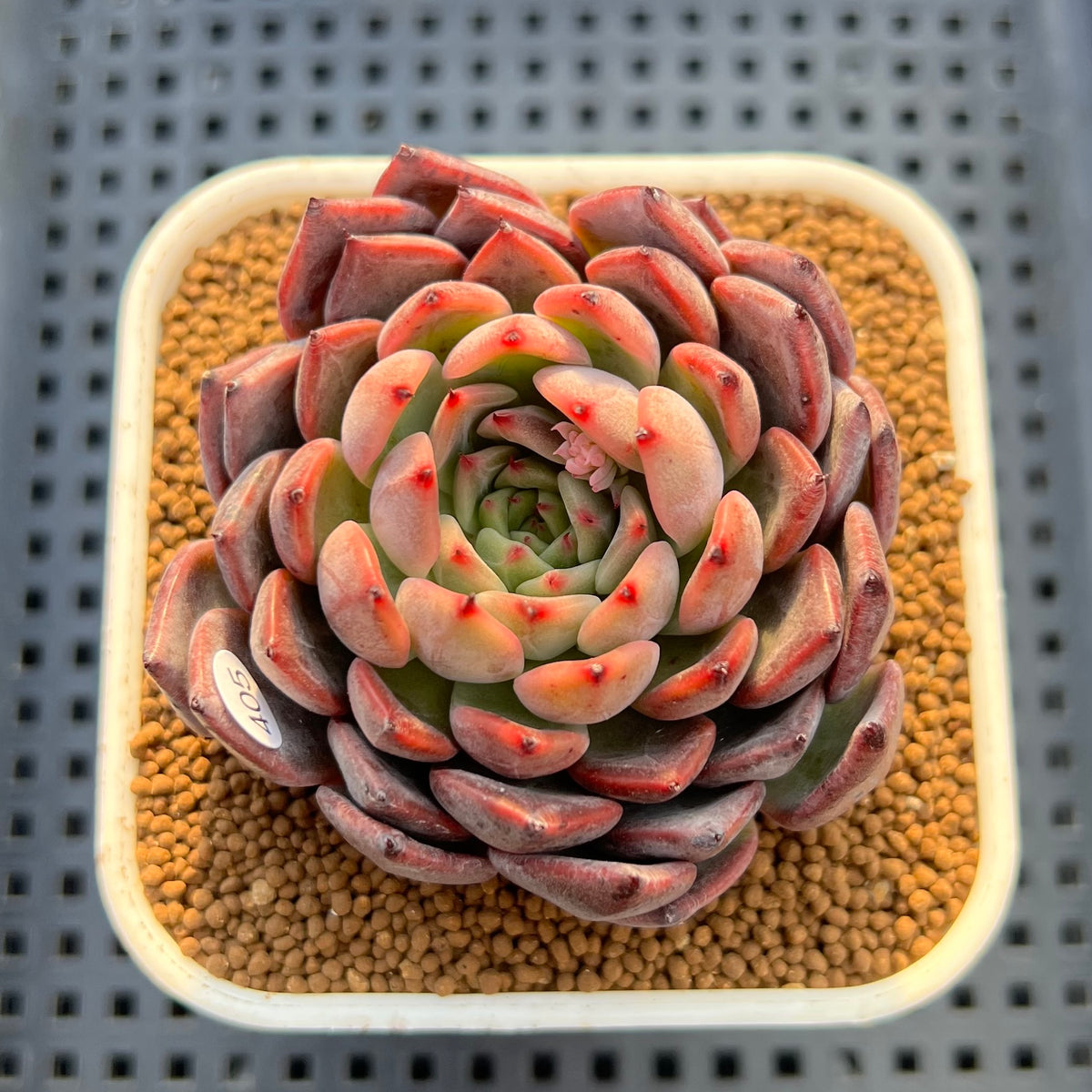 Echeveria 'Nomad' 3" Succulent Plant Cutting