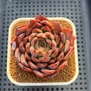 Echeveria 'Nomad' 3" Succulent Plant Cutting