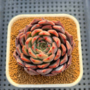 Echeveria 'Nomad' 3" Succulent Plant Cutting