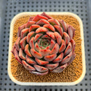 Echeveria 'Nomad' 3" Succulent Plant Cutting