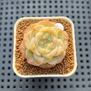 Echeveria 'Sarahime' x 'Hyalina' Hybrid 1" New Flower Village Hybrid Succulent Plant Cutting