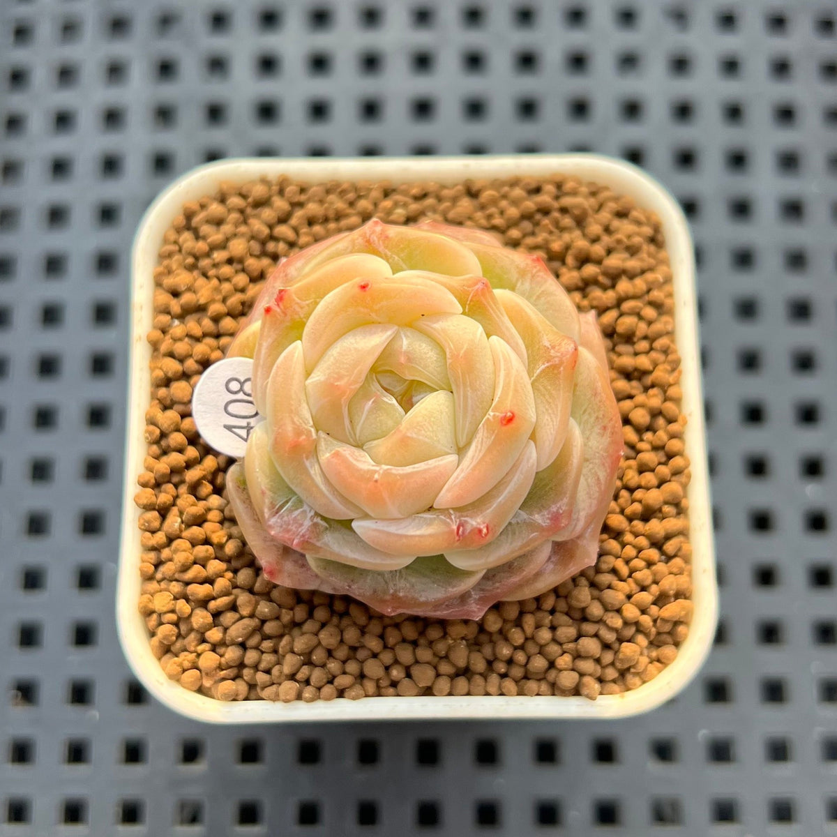 Echeveria 'Sarahime' x 'Hyalina' Hybrid 1" New Flower Village Hybrid Succulent Plant Cutting