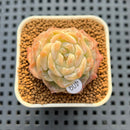 Echeveria 'Sarahime' x 'Hyalina' Hybrid 1" New Flower Village Hybrid Succulent Plant Cutting