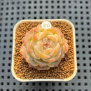 Echeveria 'Sarahime' x 'Hyalina' Hybrid 1" New Flower Village Hybrid Succulent Plant Cutting