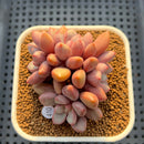 Graptopetalum 'Polari Heart' 2” Succulent Plant Cutting