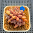 Graptopetalum 'Polari Heart' 2” Succulent Plant Cutting