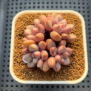Graptopetalum 'Polari Heart' 2” Succulent Plant Cutting