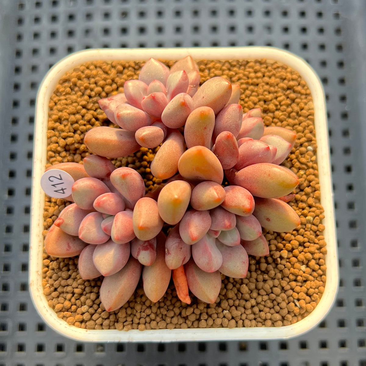 Graptopetalum 'Polari Heart' 2” Succulent Plant Cutting