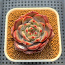 Echeveria 'Hong Gil' 2"-3" New Hybrid Succulent Plant Cutting