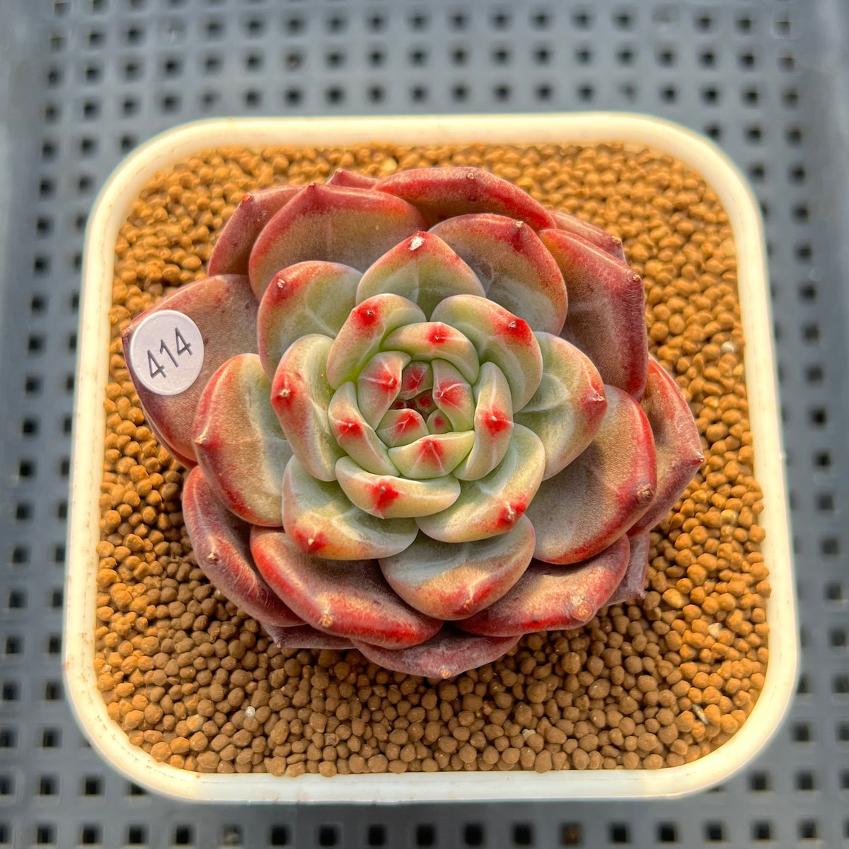 Echeveria 'Hong Gil' 2"-3" New Hybrid Succulent Plant Cutting