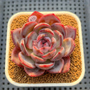 Echeveria 'Odette' 2"-3" Succulent Plant Cutting