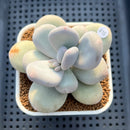 Pachyphytum 'Oviferum' 2"-3" Succulent Plant Cutting