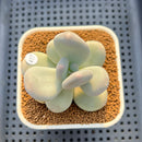 Pachyphytum 'Oviferum' 2"-3" Succulent Plant Cutting
