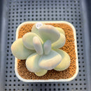 Pachyphytum 'Oviferum' 2"-3" Succulent Plant Cutting