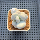 Pachyphytum 'Oviferum' 1"-2" Succulent Plant Cutting
