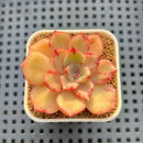Echeveria Hybrid sp. 1"-2" Hand-Selected Clone (From Brotherly Farm) Succulent Plant Cutting