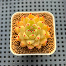 Echeveria Hybrid sp. 1"-2" Hand-Selected Clone (From Brotherly Farm) Succulent Plant Cutting