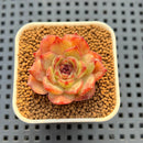 Echeveria Hybrid sp. 1"-2" Hand-Selected Clone (From Brotherly Farm) Succulent Plant Cutting