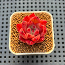 Echeveria Hybrid sp. 1"-2" Hand-Selected Clone (From Brotherly Farm) Succulent Plant Cutting