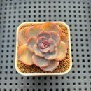 Echeveria Hybrid sp. 1"-2" Hand-Selected Clone (From Brotherly Farm) Succulent Plant Cutting