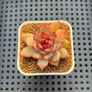 Echeveria Hybrid sp. 1"-2" Hand-Selected Clone (From Brotherly Farm) Succulent Plant Cutting