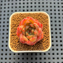 Echeveria Hybrid sp. 1"-2" Hand-Selected Clone (From Brotherly Farm) Succulent Plant Cutting