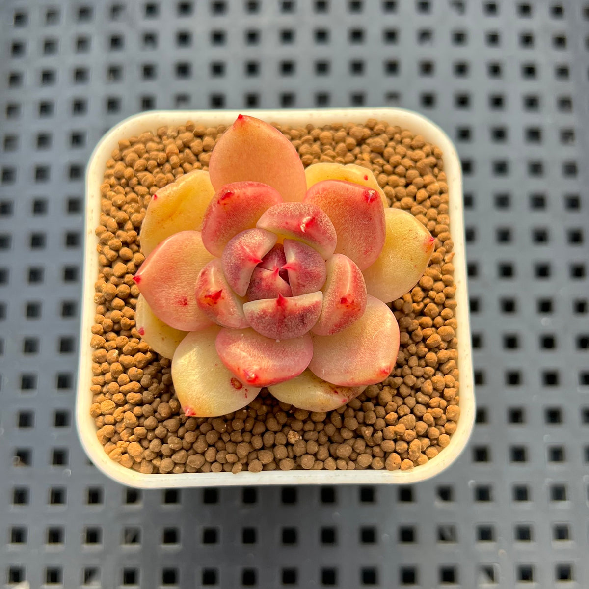 Echeveria Hybrid sp. 1"-2" Hand-Selected Clone (From Brotherly Farm) Succulent Plant Cutting