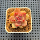 Echeveria Hybrid sp. 1"-2" Hand-Selected Clone (From Brotherly Farm) Succulent Plant Cutting