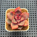Echeveria Hybrid sp. 1"-2" Hand-Selected Clone (From Brotherly Farm) Succulent Plant Cutting