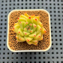 Echeveria Hybrid sp. 1"-2" Hand-Selected Clone (From Brotherly Farm) Succulent Plant Cutting