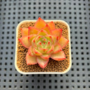 Echeveria Hybrid sp. 1"-2" Hand-Selected Clone (From Brotherly Farm) Succulent Plant Cutting