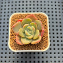 Echeveria Hybrid sp. 1"-2" Hand-Selected Clone (From Brotherly Farm) Succulent Plant Cutting