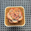 Echeveria Hybrid sp. 1"-2" Hand-Selected Clone (From Brotherly Farm) Succulent Plant Cutting