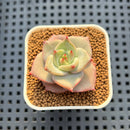 Echeveria Hybrid sp. 1"-2" Hand-Selected Clone (From Brotherly Farm) Succulent Plant Cutting
