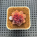 Echeveria Hybrid sp. 1"-2" Hand-Selected Clone (From Brotherly Farm) Succulent Plant Cutting