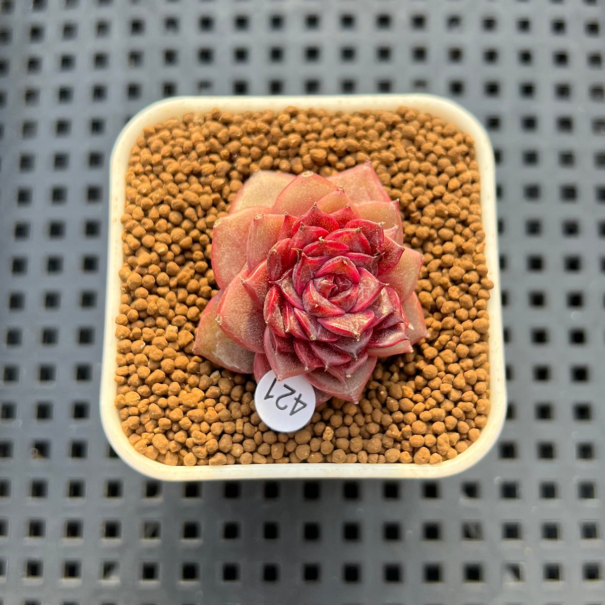 Echeveria Hybrid sp. 1"-2" Hand-Selected Clone (From Brotherly Farm) Succulent Plant Cutting