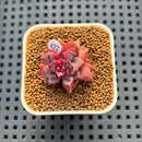 Echeveria Hybrid sp. 1"-2" Hand-Selected Clone (From Brotherly Farm) Succulent Plant Cutting