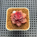 Echeveria Hybrid sp. 1"-2" Hand-Selected Clone (From Brotherly Farm) Succulent Plant Cutting