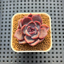 Echeveria Hybrid sp. 1"-2" Hand-Selected Clone (From Brotherly Farm) Succulent Plant Cutting