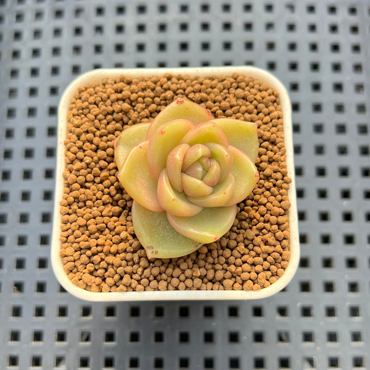 Echeveria Hybrid sp. 1"-2" Hand-Selected Clone (From Brotherly Farm) Succulent Plant Cutting