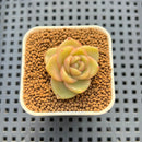 Echeveria Hybrid sp. 1"-2" Hand-Selected Clone (From Brotherly Farm) Succulent Plant Cutting