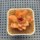 Echeveria Hybrid sp. 1"-2" Hand-Selected Clone (From Brotherly Farm) Succulent Plant Cutting