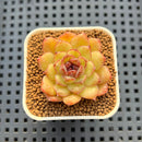 Echeveria Hybrid sp. 1"-2" Hand-Selected Clone (From Brotherly Farm) Succulent Plant Cutting