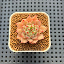 Echeveria Hybrid sp. 1"-2" Hand-Selected Clone (From Brotherly Farm) Succulent Plant Cutting